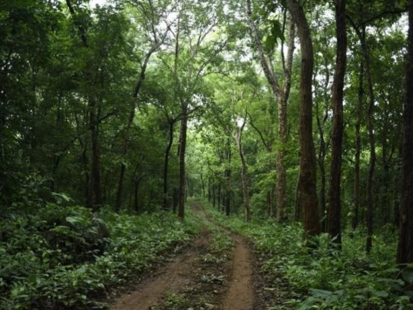 Seven forest areas in Kolhapur, Satara, Sindhudurg are now conservation reserved forest areas | कोल्हापूर, सातारा, सिंधुदुर्गातील सात वनक्षेत्र आता संवर्धन राखीव वनक्षेत्र