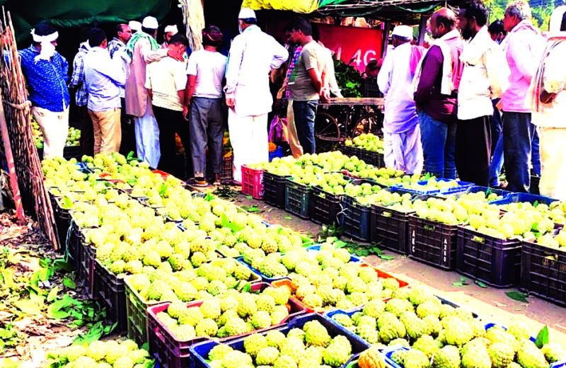 Custurd Apple of Patur city become famous accross the Vidarbha | पातूर बनतेय ‘सीताफळ नगरी ’