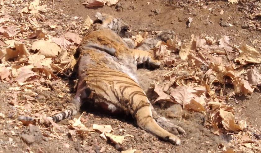 Tiger died in Shahpur in Akot taluka | अकोट तालुक्यातील शहापूर शिवारात वाघ मृतावस्थेत आढळला