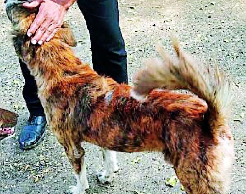 The dog was injured, footmark found | बिबट्याची शिकार हुकली; कुत्रा जखमी, पगमार्क आढळले