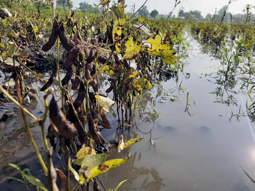 Crops still in the water, how to remove the cost of harvesting ... How? | पिके अजूनही पाण्यात, काढणी खर्च काढायचा तरी कसा...?