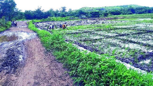 Near Kotlagaon in Bhatmagwadi area | कोटमगाव परिसरात भातलागवडीची लगबग