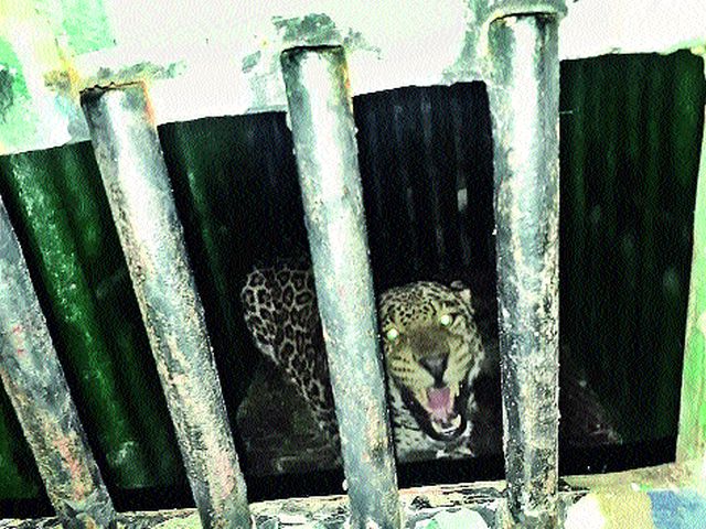  Umbarkhedla leopard jerband | उंबरखेडला बिबट्या जेरबंद