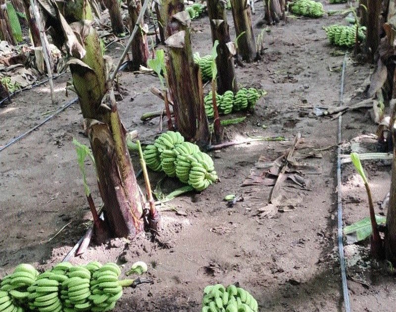 Mathefiru cut and threw six hundred bunches of bananas from the field | शेतातील सहाशे केळीचे घड माथेफिरुने कापून फेकले