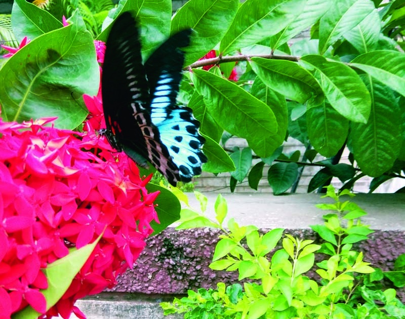 Maharashtra's flagship 'Blue Mormon' butterfly was seen in Solapur | महाराष्ट्राचे मानचिन्ह ‘ब्ल्यू मॉरमॉन’ फुलपाखरू दिसले सोलापुरात
