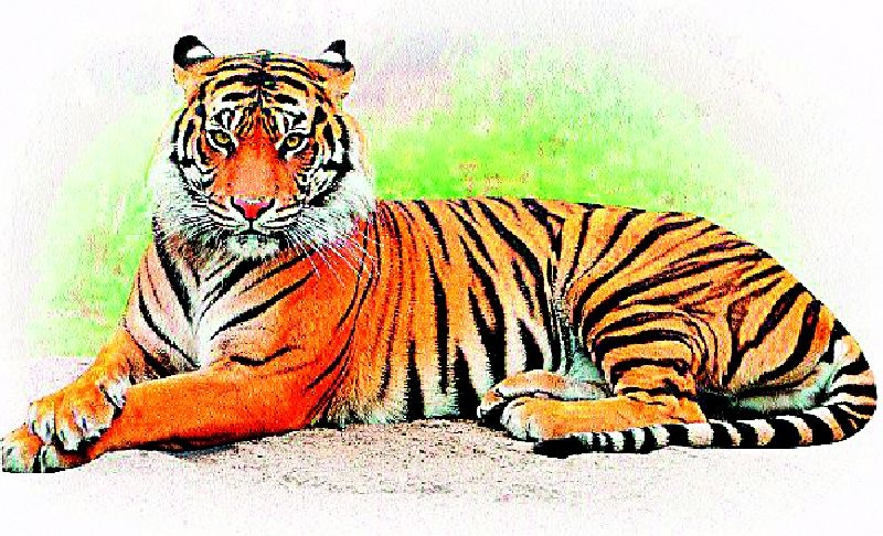  Terror of tigers increased in Savargaon area | सावरगाव परिसरात वाघांची दहशत वाढली
