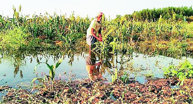 The standing crop of the farmers is being watered | शेतकऱ्यांचे उभे पीक जात आहे पाण्यात