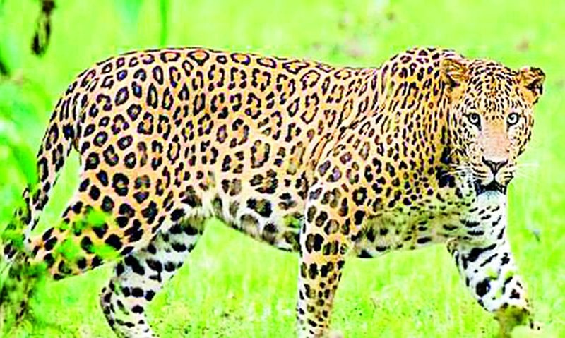 Success in capturing 'that' leopard | ‘त्या’ बिबट्याला जेरबंद करण्यात अखेर यश
