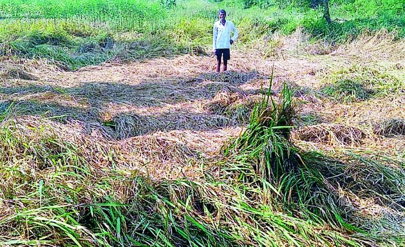Farmers' Diwali Gad due to compensation; The district got 2 crore 70 lakhs | नुकसान भरपाईमुळे शेतकऱ्यांची दिवाळी गाेड; जिल्ह्याला मिळाले २ कोटी ७० लाख