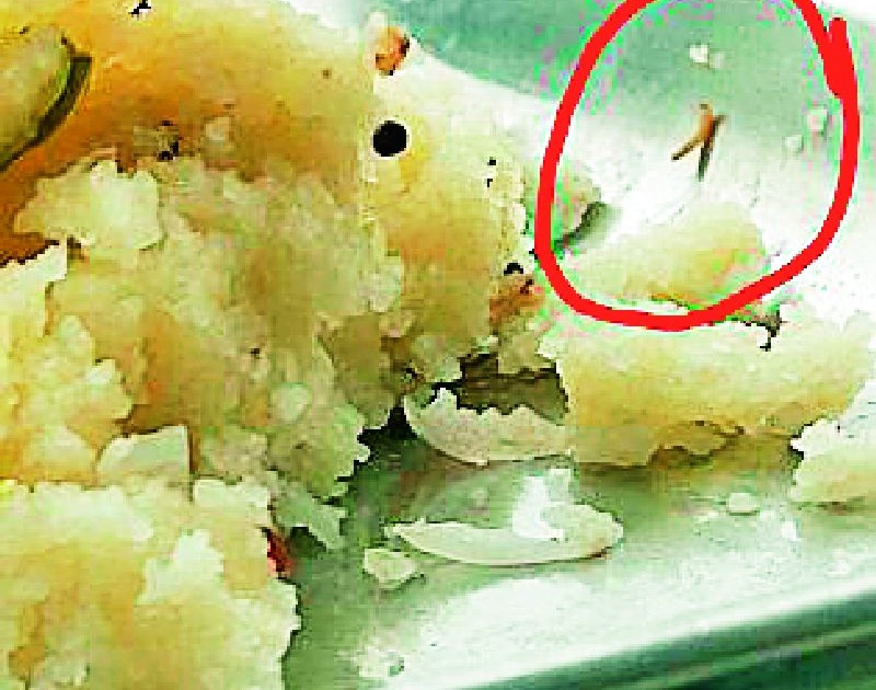 Larvae found in meals at the quarantine center | क्वारंटाईन सेंटरमधील जेवणात आढळल्या अळ्या