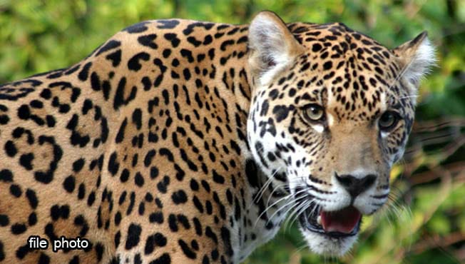 Leopard sightings with two calves | दोन बछड्यांसह बिबट्याचे दर्शन
