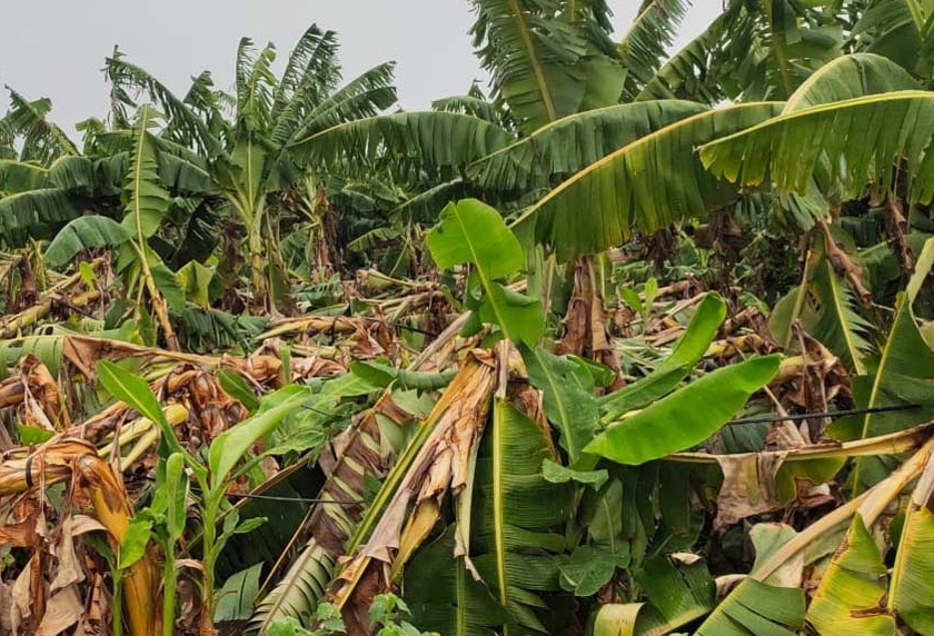 Damage to bananas in Mhaswad, Sultanpur area | म्हसावद, सुलतानपूर भागात केळीचे नुकसान