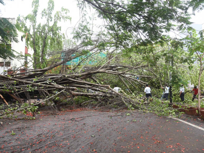 The storm knocked down 135 trees | वादळी वाऱ्याने १३५ वृक्ष कोसळले