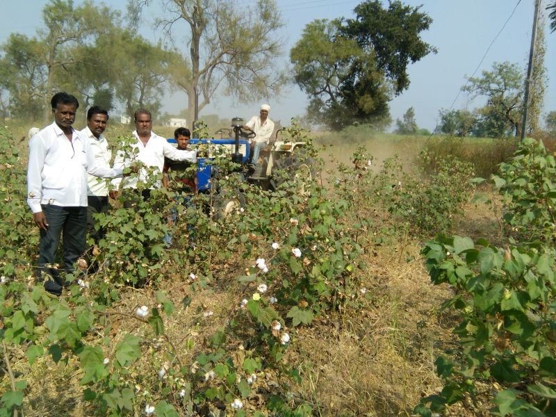 The farmers of Pathrade rotated cotton on cotton | पथराड येथील शेतकऱ्यांनी कापसावर फिरविला रोटाव्हेटर