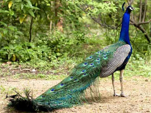 Animal Day Special - Free movement of animals in Patnadevi forest | प्राणी दिन विशेष- पाटणादेवी जंगलात प्राण्यांचा मुक्तसंचार