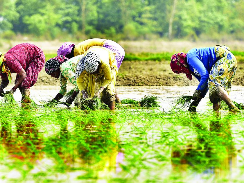 34 thousand farmers in the Ratnagiri district, debt relief, 1,948 farmers filled the application | रत्नागिरी जिल्ह्यात ३४ हजार शेतकऱ्यांना कर्जमाफी, १ हजार ९४८ शेतकऱ्यांनी भरलेत अर्ज