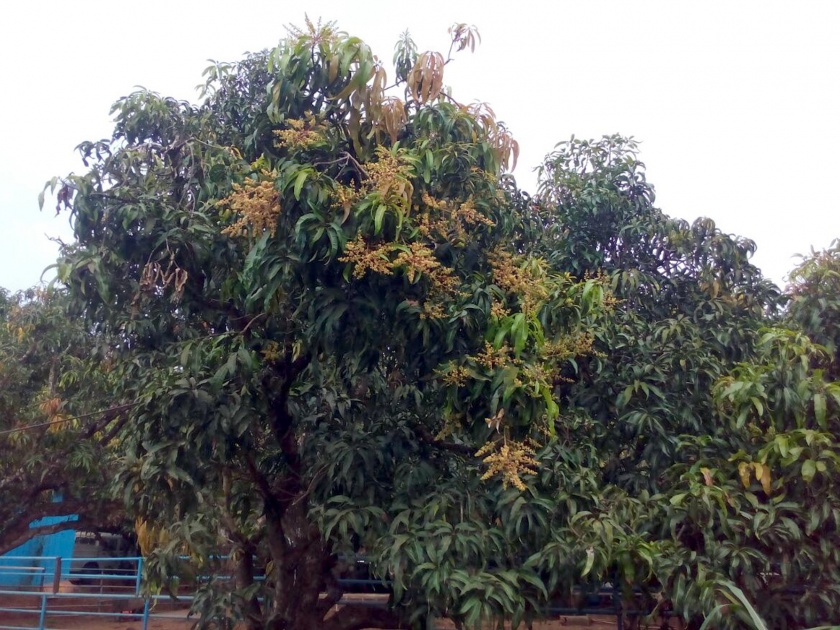 In November, Vengurleh, a large proportion of mango plants, | वेंगुर्लेत नोव्हेंबर महिन्यातच कलमांच्या आंबा झाडास मोठ्या प्रमाणात मोहोर