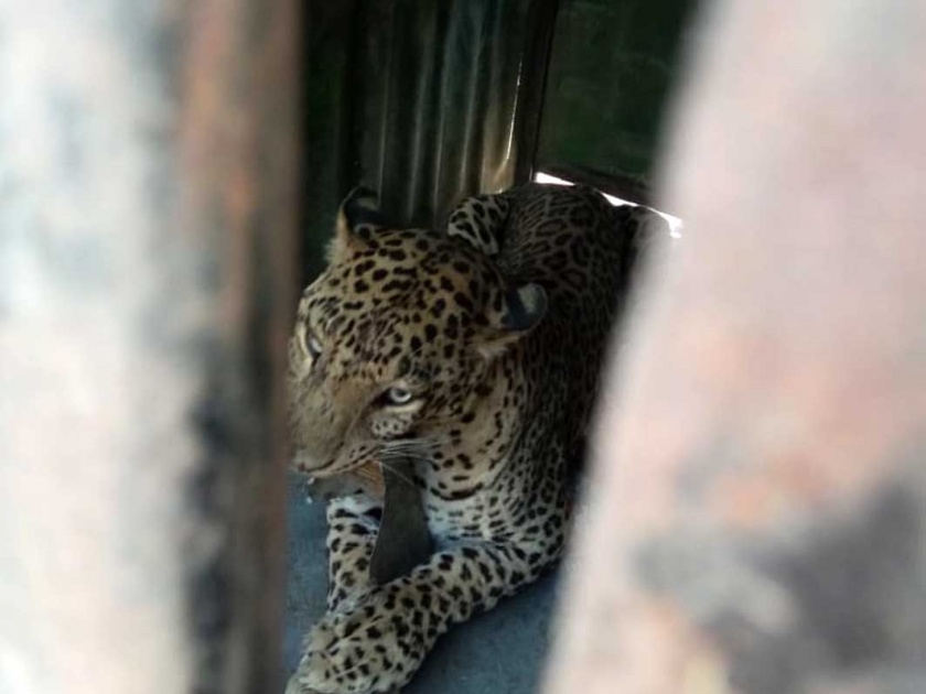 In Chapadgaon Shivar, the leopard jerband | चापडगाव शिवारात बिबट्या जेरबंद
