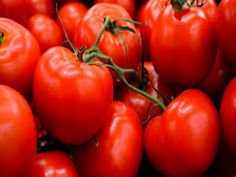 Improvement of tomatoes | टोमॅटोच्या भावात सुधारणा