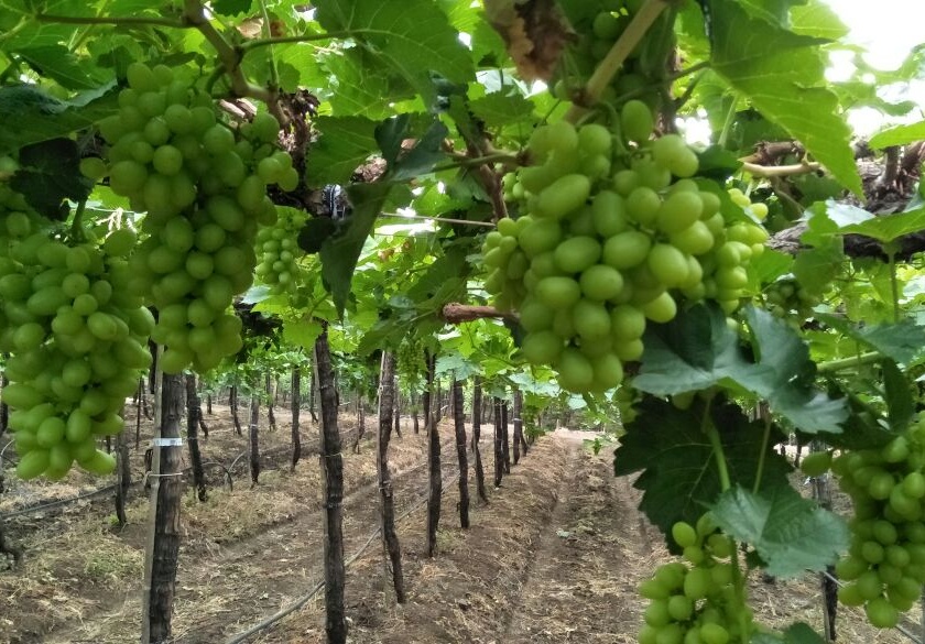 Due to the imbalance in the environment, the grape growers have the Hundhudi | वातावरणातील असमतोलामुळे द्राक्ष उत्पादकांना हुडहुडी