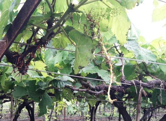 Vancouver hits farmers with vineyards | विंचूरला द्राक्षबागांसह शेतपिकांना फटका