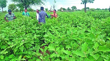 Eggplant yields lakhs in fifteen goons | पंधरा गुंठ्यात वांग्याचे लाखाचे उत्पन्न