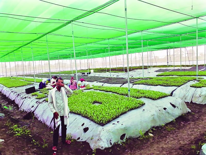 Three lakh per acre income from sale of vegetable seedlings in just two months | भाजीपाला रोपे विक्रीतून अवघ्या दोन महिन्यात एका एकरात तीन लाखाचे उत्पन्न