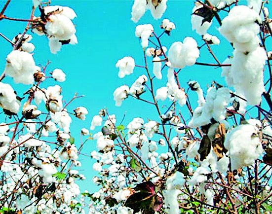 Lack of 21 lakh quintals in cotton production | कापसाच्या उत्पादनात २१ लाख क्विंटलने घट