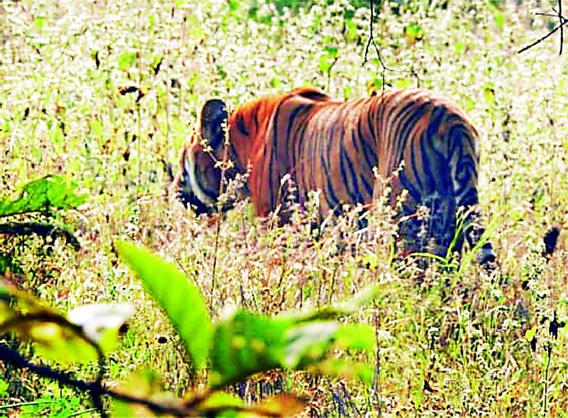 Guest tiger entry into the Bor Safari zone | बोरच्या सफारी झोनमध्ये पाहुण्या वाघाची एन्ट्री
