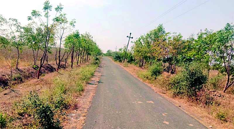 The roads in the Samudrapur forest range are green | समुद्रपूर वनपरिक्षेत्रातील रस्त्यांवर फुलली हिरवळ