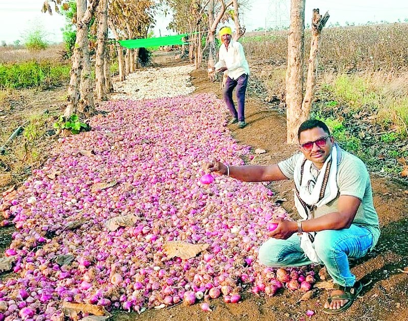 Onion yield of 1.20 lakh per acre | पाव एकरात घेतले १.२० लाखांच्या कांद्याचे उत्पन्न