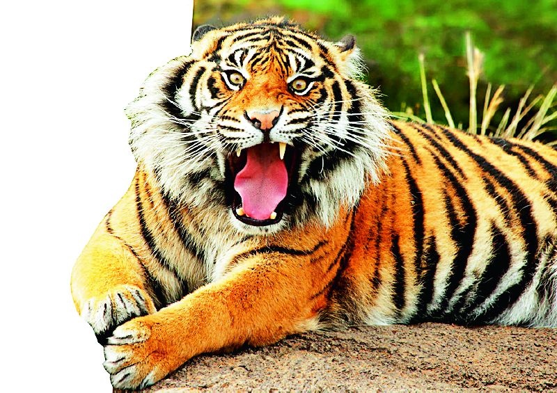 In seven and a half years, 19 bibs and two tigers have died | साडेसात वर्षांत १९ बिबट अन् दोन वाघांचा मृत्यू
