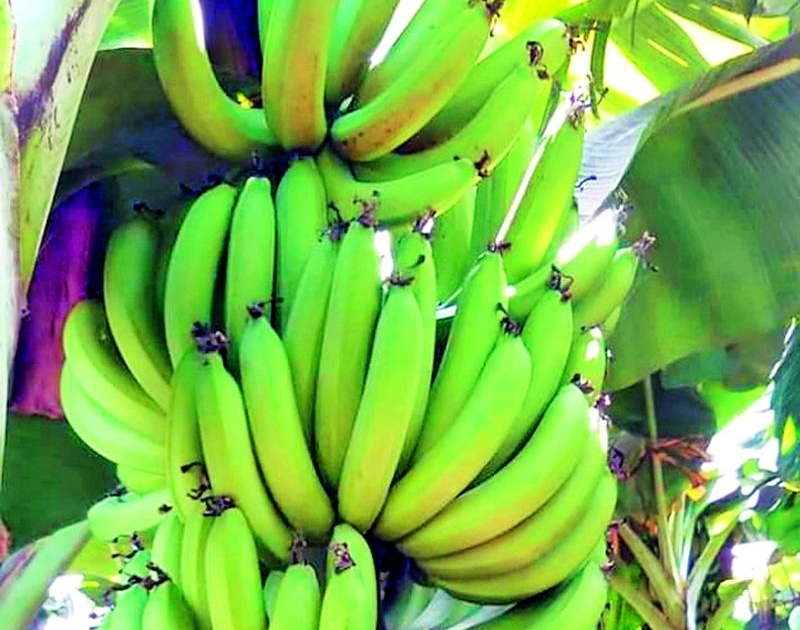 Banana prices fall by Rs 600 per barrel | केळीच्या दरात प्रतिक्विंटल सहाशे रुपयांची घसरण