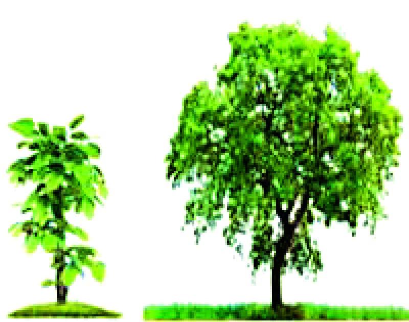 A plantation rate of 2700 rupees! | एक झाड लावण्याचा दर तब्बल २७०० रुपये!