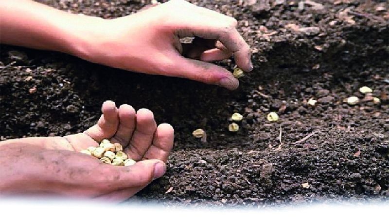 Why expensive seeds? Soybeans at home will make you wealthy | महागडे बियाणे कशाला? घरातील सोयाबीन करेल तुम्हाला मालामाल