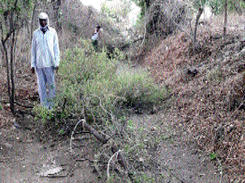 Theft of sandalwood in Nandiwali | नांदेवालीत चंदनाच्या झाडाची चोरी