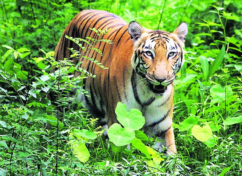 There is no decision on the release of Brahmanpuri tigress | ब्रह्मपुरीच्या वाघिणीच्या सुटकेवर निर्णय नाही