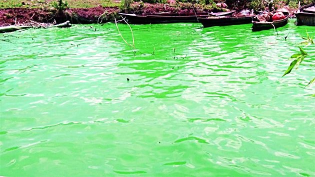 The secret of green water in Chandrapur district will be evacuated after eight days | आठ दिवसांनी उलगडणार चंद्रपूर जिल्ह्यातील हिरव्या पाण्याचे रहस्य