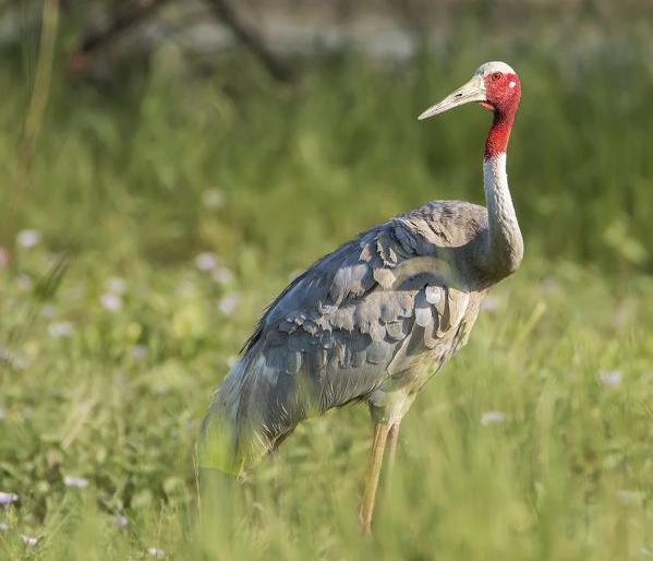 high court's order to survey of wetland areas where sarus crane lives | दुर्मीळ सारस संवर्धनासाठी कोणत्या उपाययोजना? उच्च न्यायालयाची विचारणा