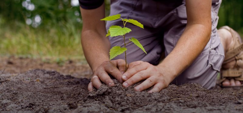 World Environment Day; plant Eco-friendly trees | जागतिक पर्यावरण दिन; पर्यावरणपूरक झाडे लावा!
