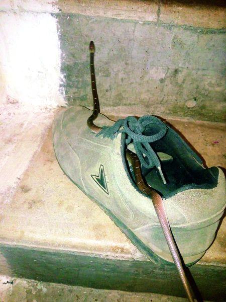 My God! The snake found in the shoe | अबब! बुटात आढळला साप