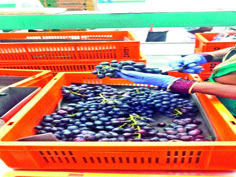 Decrease compared to the previous year: The traders say that the final phase of the export of grapes will be till April 15 | मागील वर्षाच्या तुलनेत घट : व्यापारी म्हणतात, १५ एप्रिलपर्यंत चालणार हंगाम द्राक्ष निर्यात अंतिम टप्प्यात