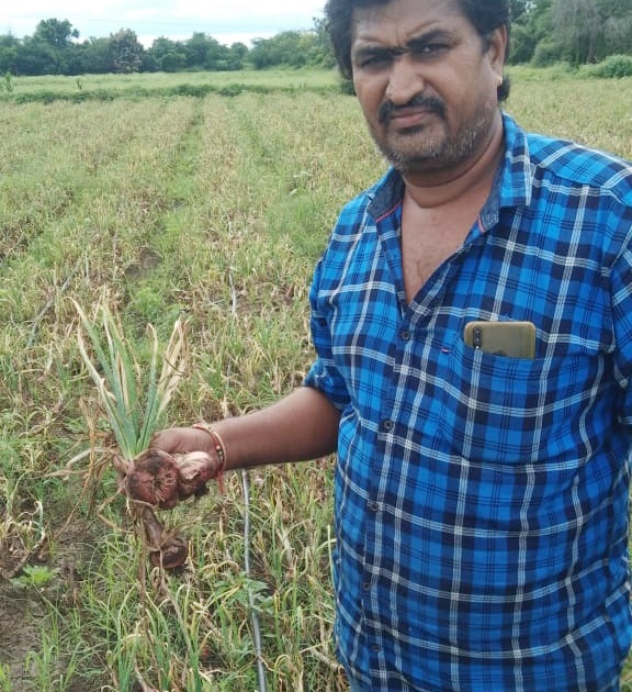 On the 'Lokmat Bandh', there was no water left in the onion | ‘लोकमत बांधावर’; कांद्यात शिरलं पाणी अन् होत्याचं नव्हतं झालं