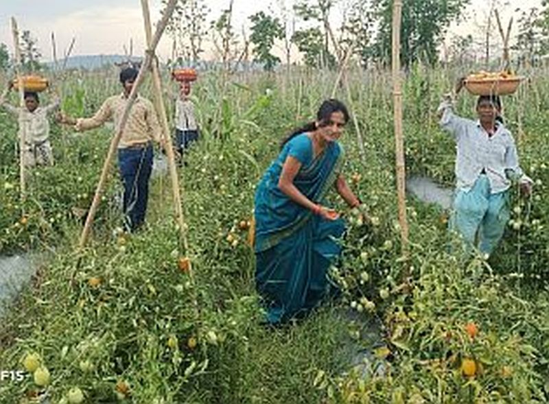 In Bhandara district, women farmers have taken huge income by adding technology | भंडारा जिल्ह्यात तंत्रज्ञानाची जोड देत महिला शेतकऱ्याने घेतले भरघोस उत्पन्न