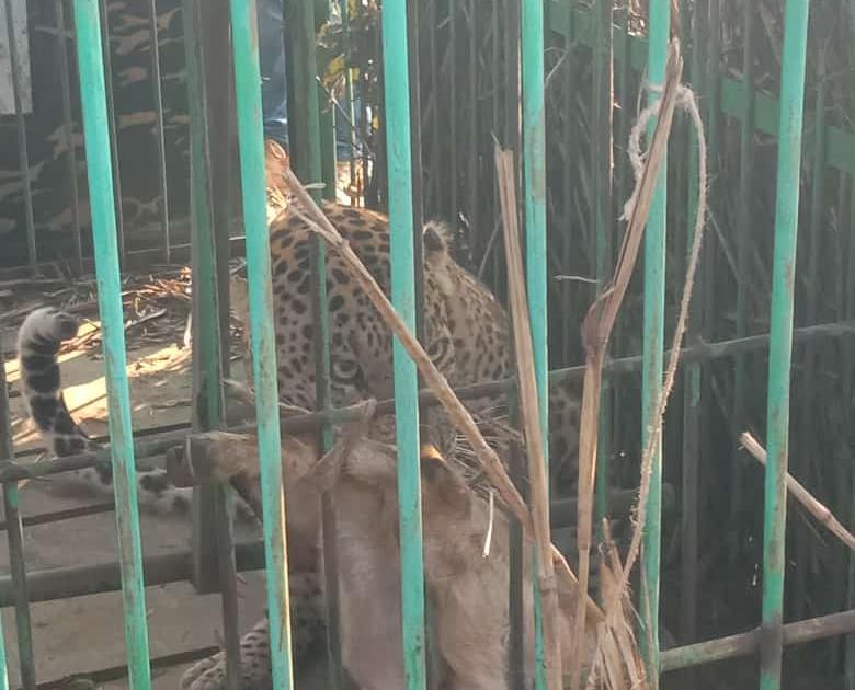 Cannibal leopard finally arrested in Savargaon border | सावरगाव हद्दीत बिबट्या अखेर जेरबंद