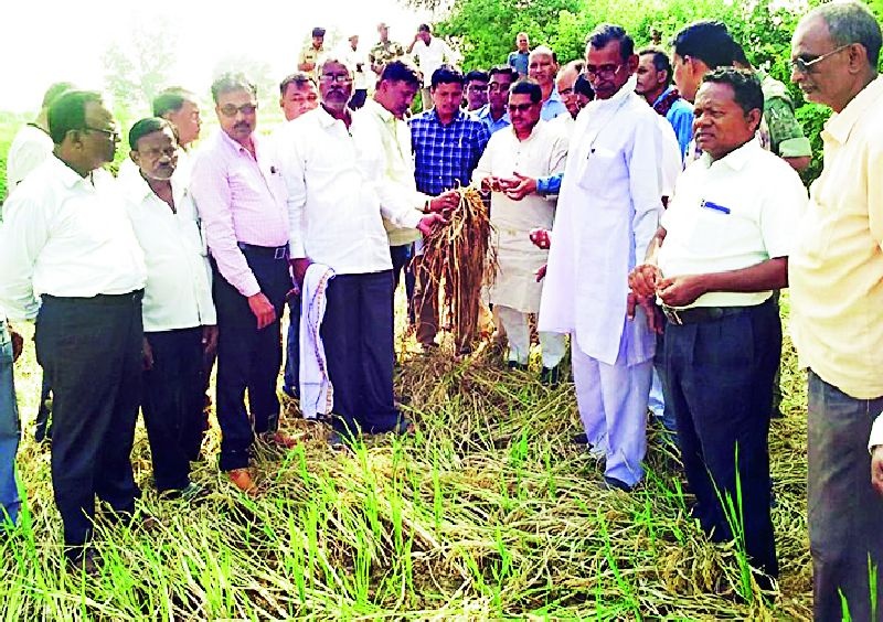  Farmers are encouraged by the Vedictive and Dhoot | वडेट्टीवार व धोटेंंकडून शेतकऱ्यांना धीर