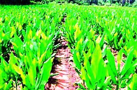 Harvesting turmeric with a risk of 766 hectares | ७६६ हेक्टरमध्ये धोका पत्करून हळद लागवड