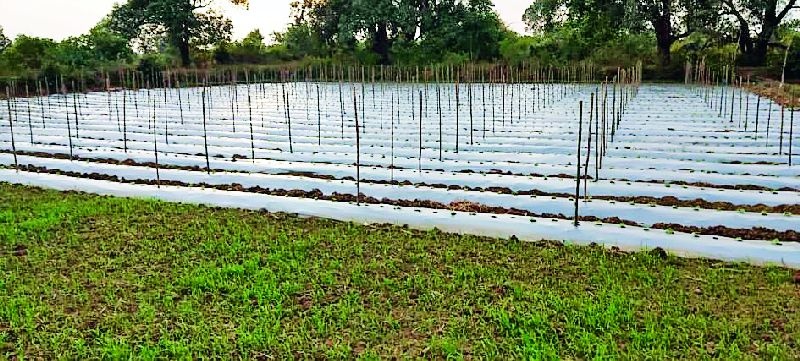 Plantation of Carle crop in Mohatola area over one hundred acres | मोहटोला परिसरात दीडशे एकरात कारले पिकाची लागवड