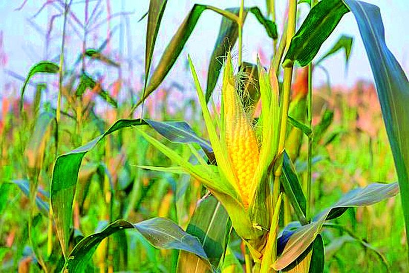 In three years, the area under maize in the district has doubled | तीन वर्षांत जिल्ह्यात मक्याचे क्षेत्र अडीच पटीने वाढले