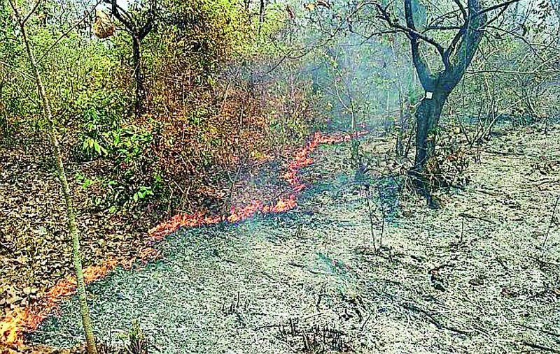 19 thousand hectares of forest fire in three years | तीन वर्षात १९ हजार हेक्टर जंगलाला आग